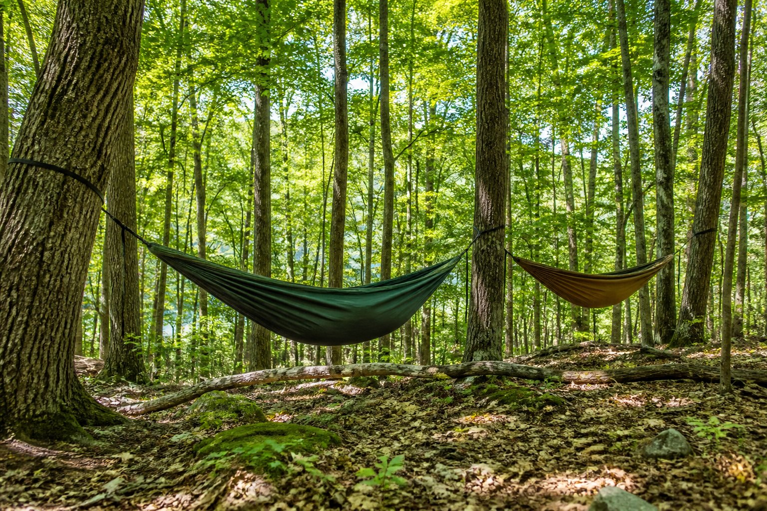 Camping hammock strung between two oak trees at a shaded campground site with tree-saver straps visible