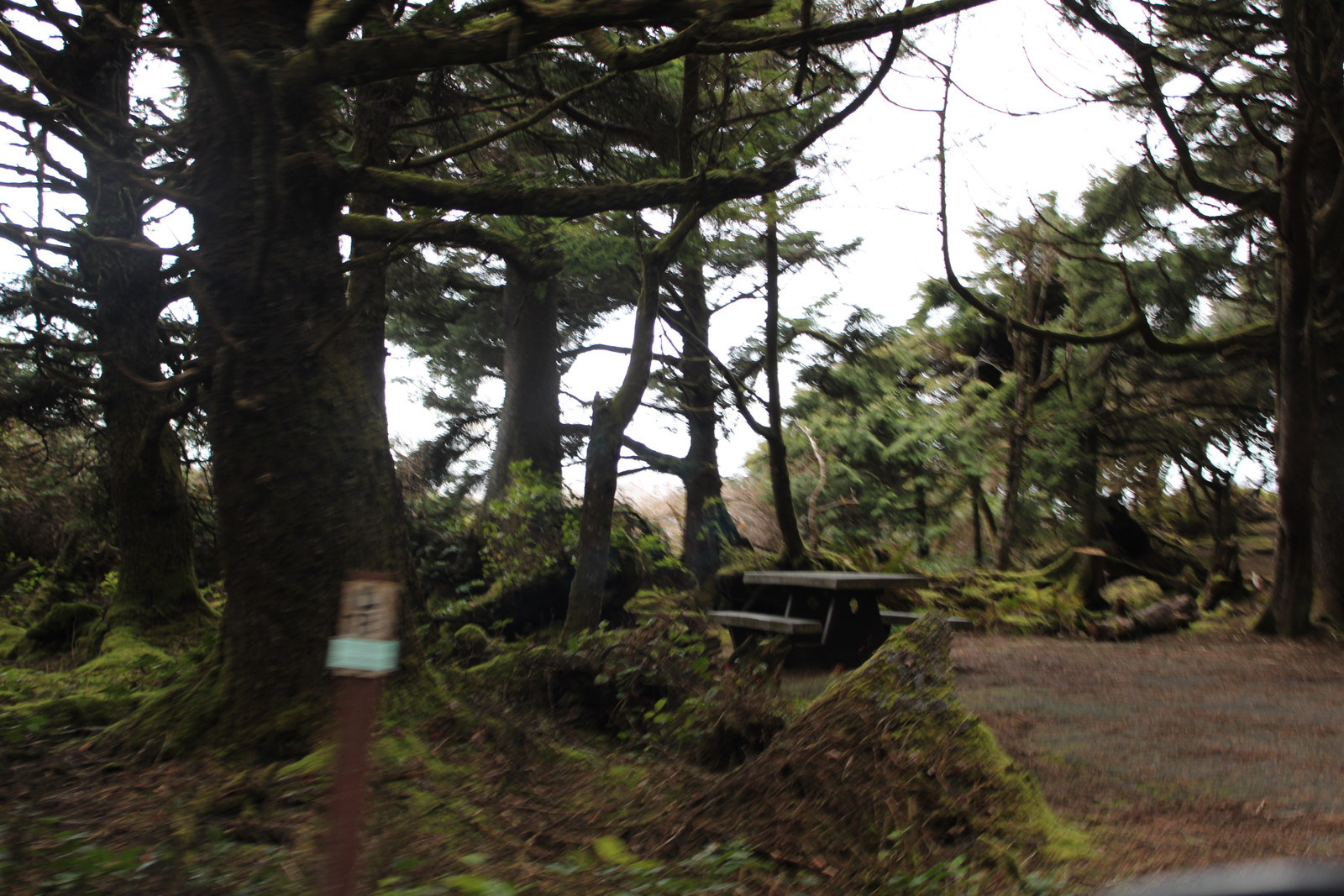 Picnic table at a mossy Kalaloch Campground site